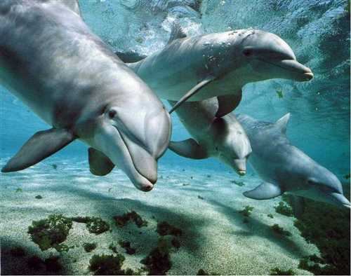 delfini-e-tartarughe-oasi-blu-scogli-di-isca