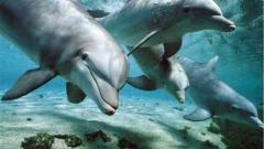 delfini-e-tartarughe-oasi-blu-scogli-di-isca.jpg